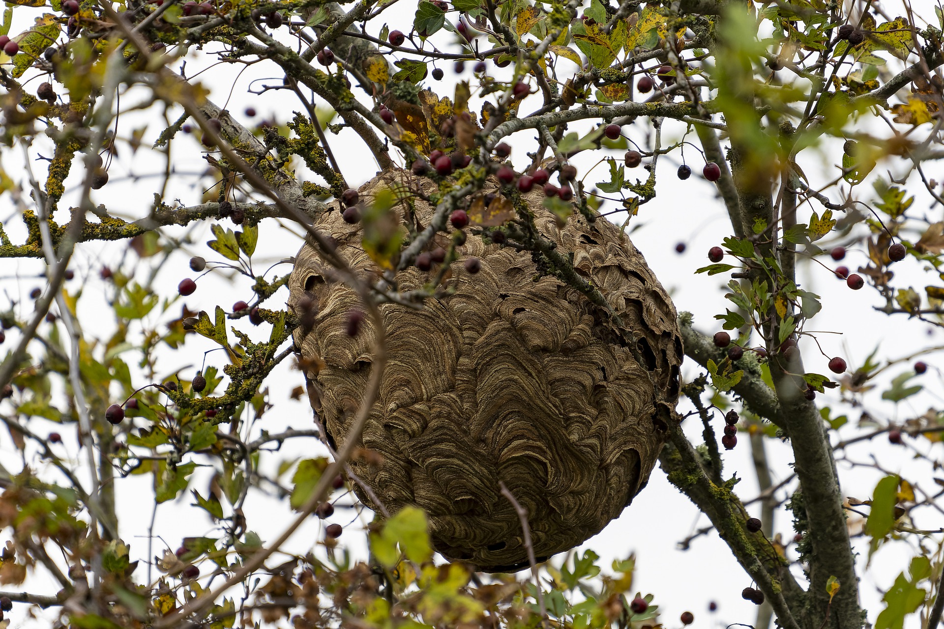 Nid De Frelons Factice - Répulsif Naturel Guêpes | Protection Jardin Maison