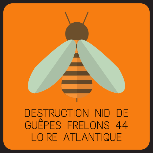 destruction nid de frelon guepes 83 Var