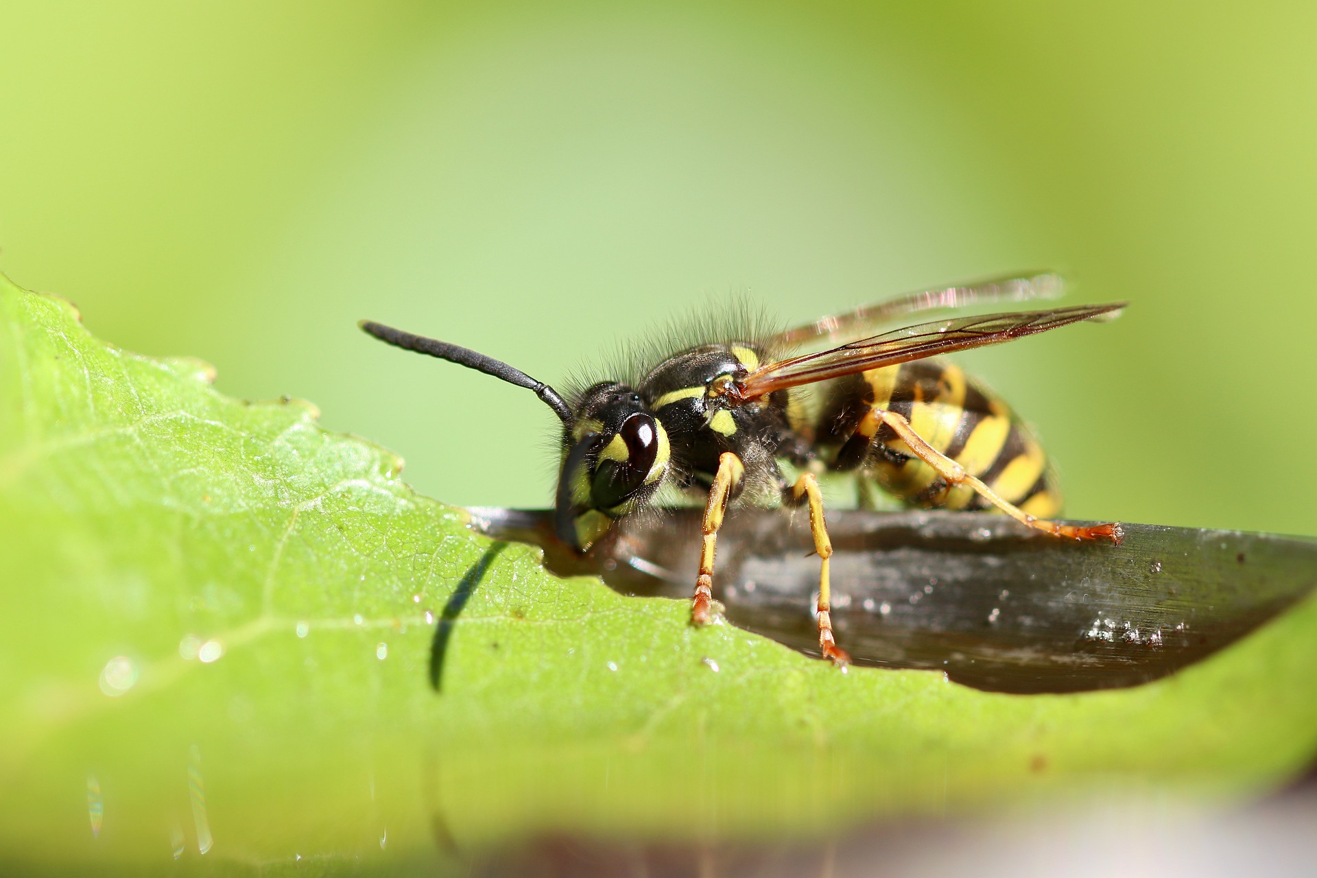 eradication nid de guepes 44