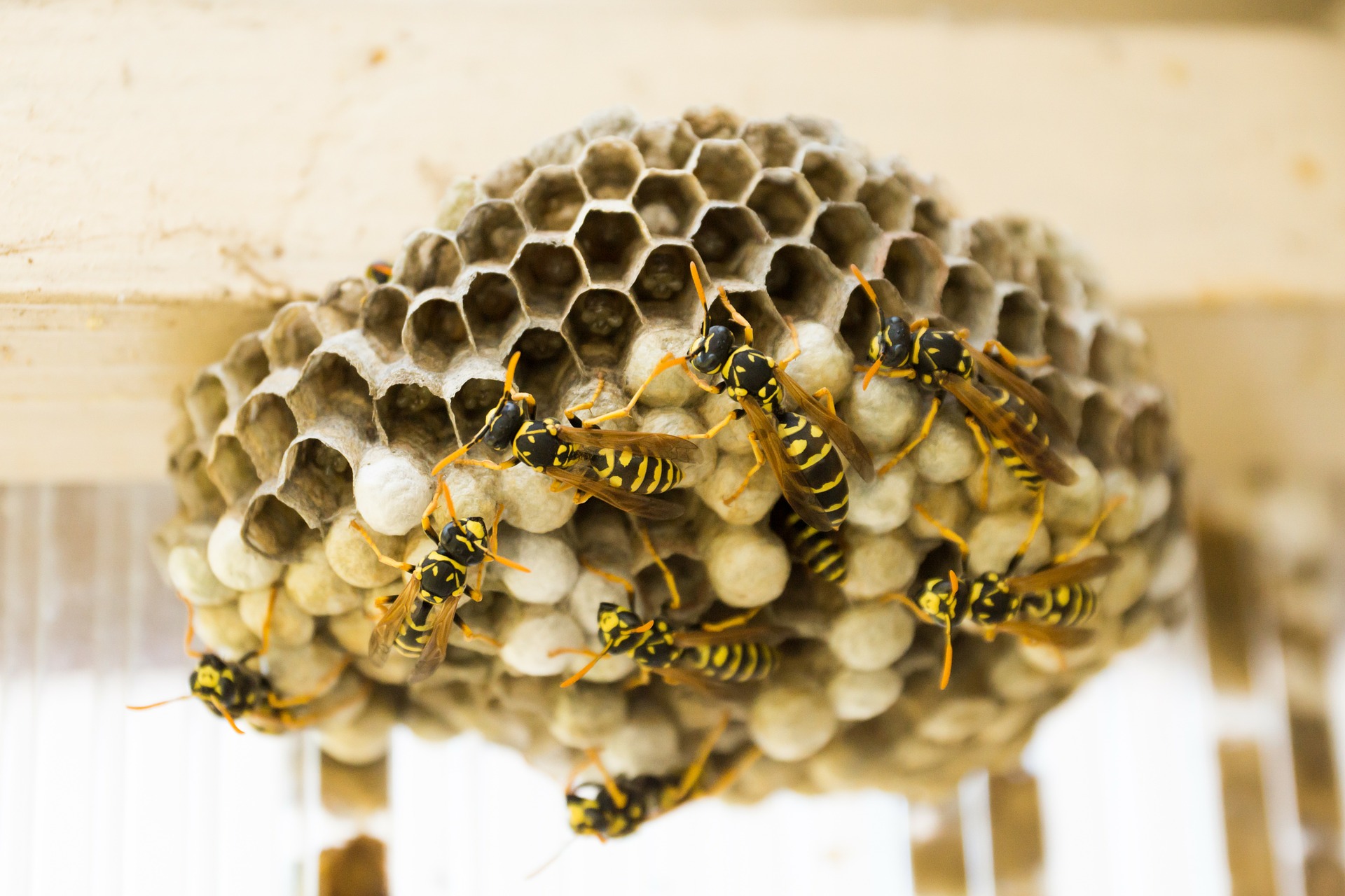 extermination nid de guepes 83 var